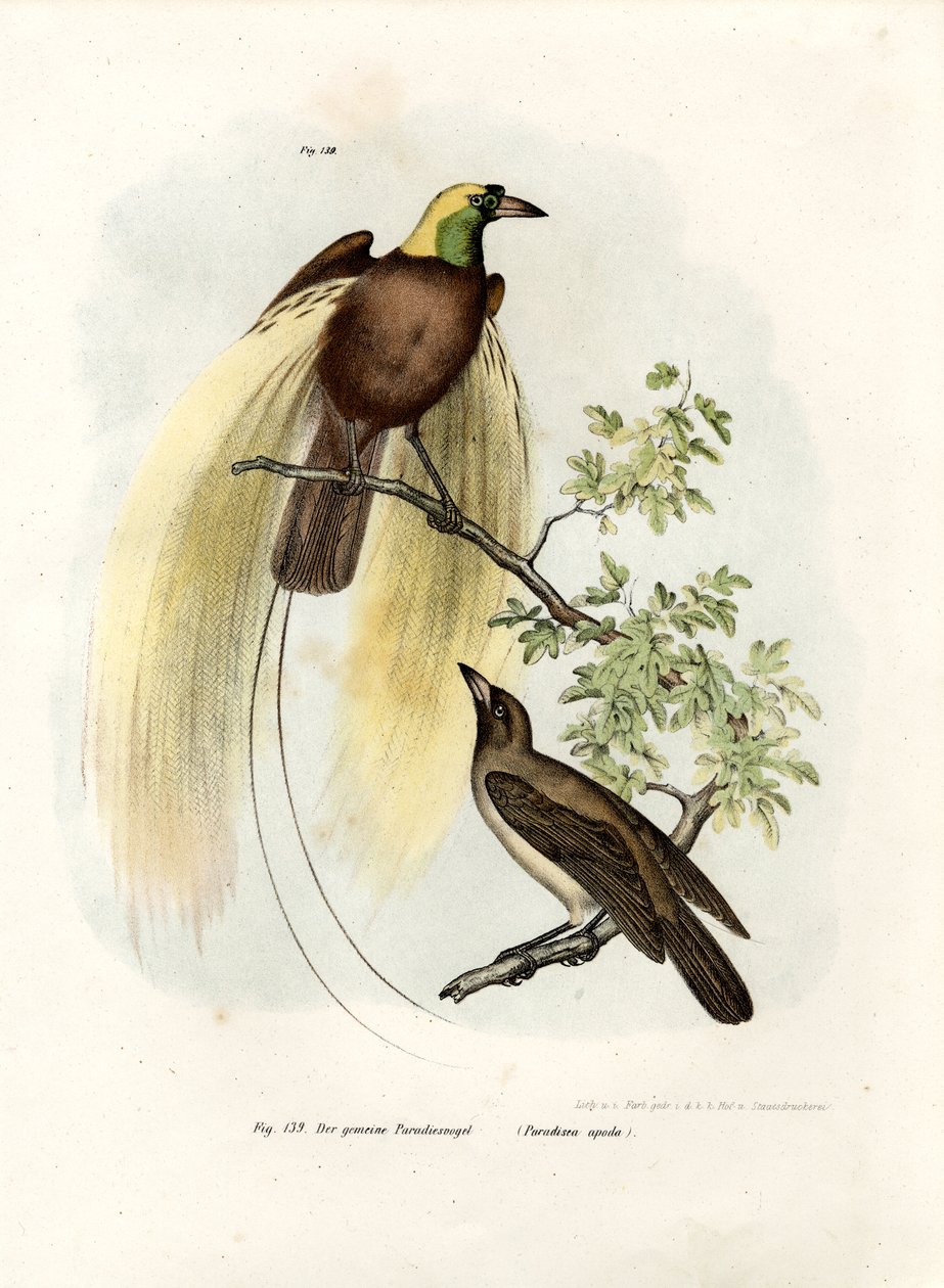 Grand oiseau de paradis, 1864 - German School