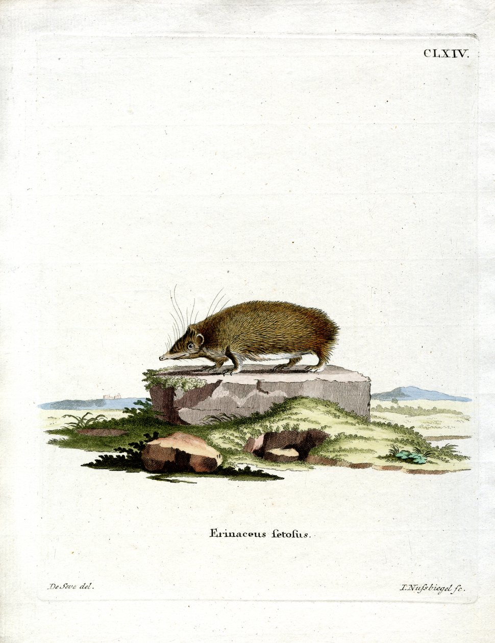 Grand hérisson tenrec - German School