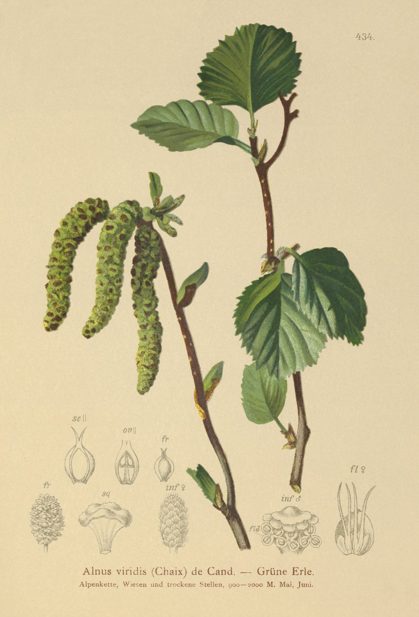 Aulne vert (Alnus viridis) - German School