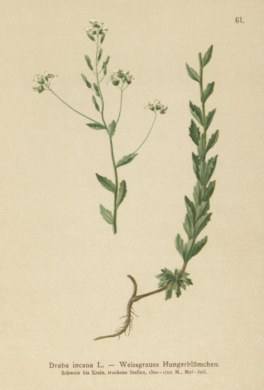 Drave grise (Draba incana) - German School