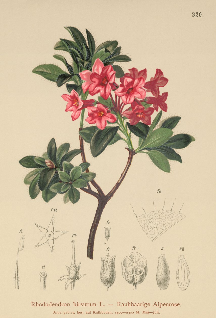 Rhododendron hirsute (Rhododendron hirsutum) - German School