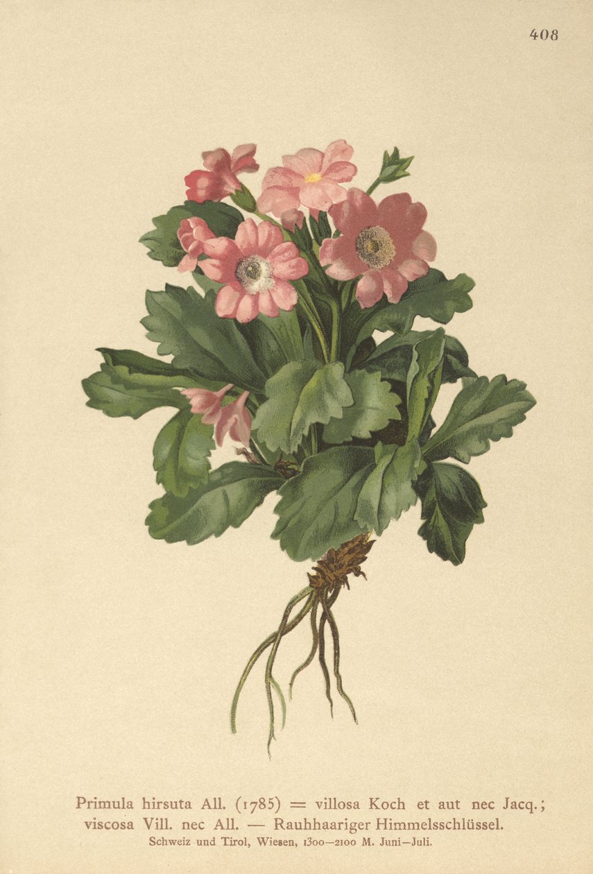 Primevère velue (Primula hirsuta) - German School