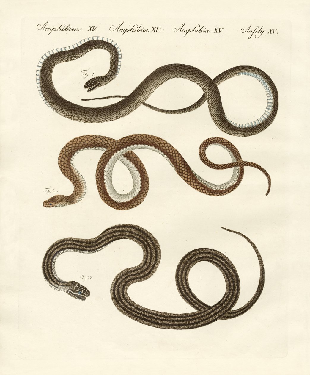 Serpent inoffensif - German School
