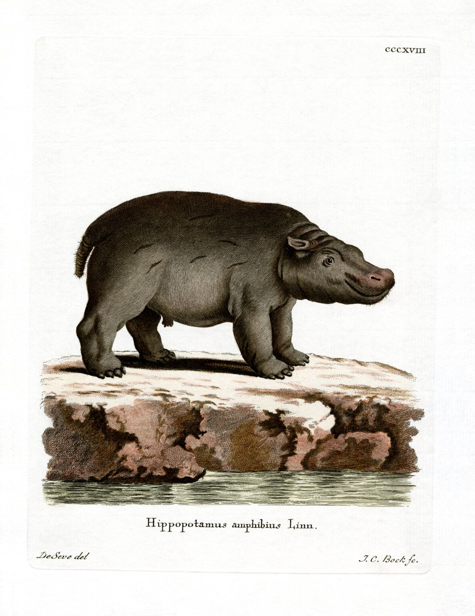 Hippopotame - German School