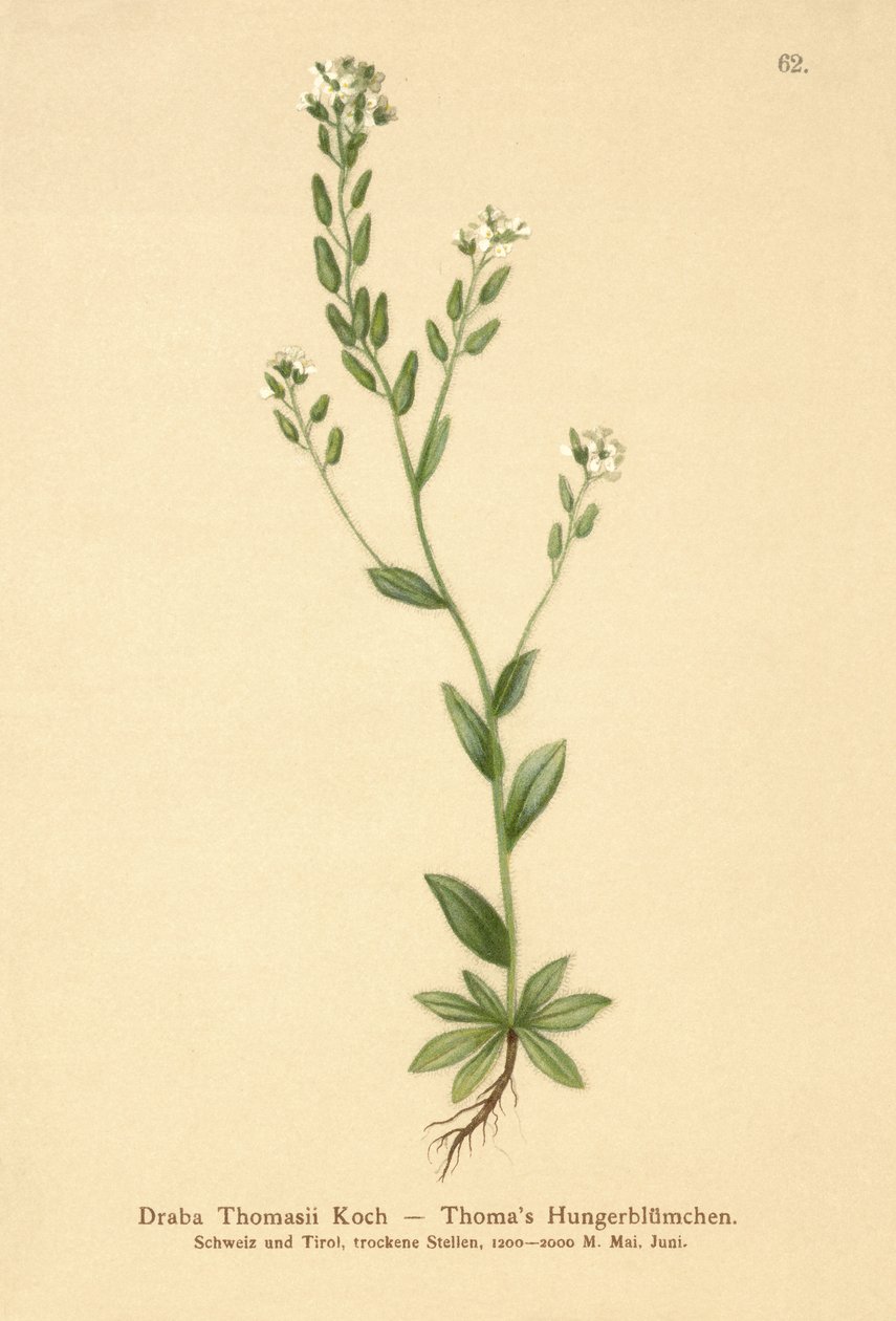 Drave de Thomas (Draba Thomasii) - German School