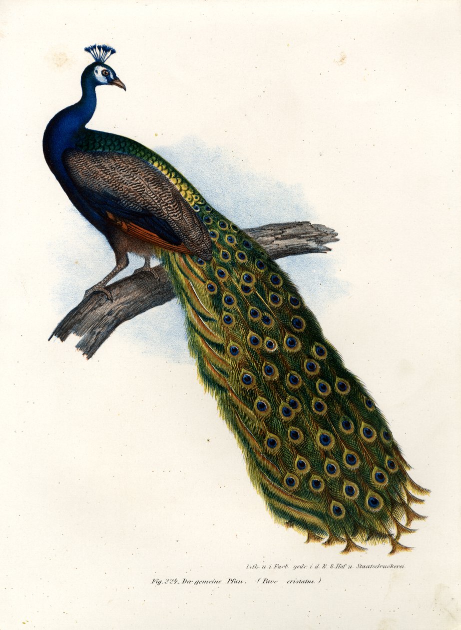 Paon bleu indien, 1864 - German School