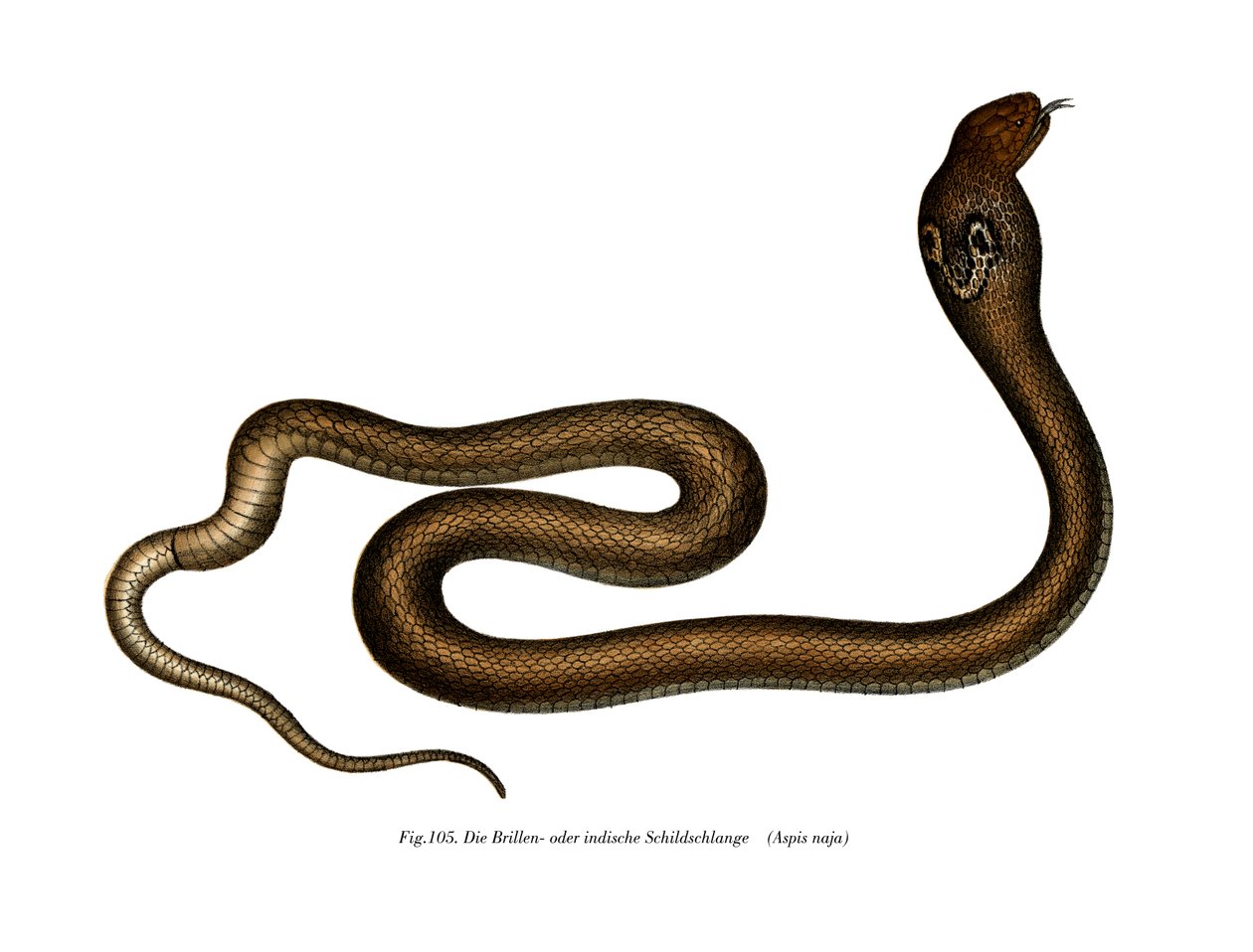 Cobra indien - German School