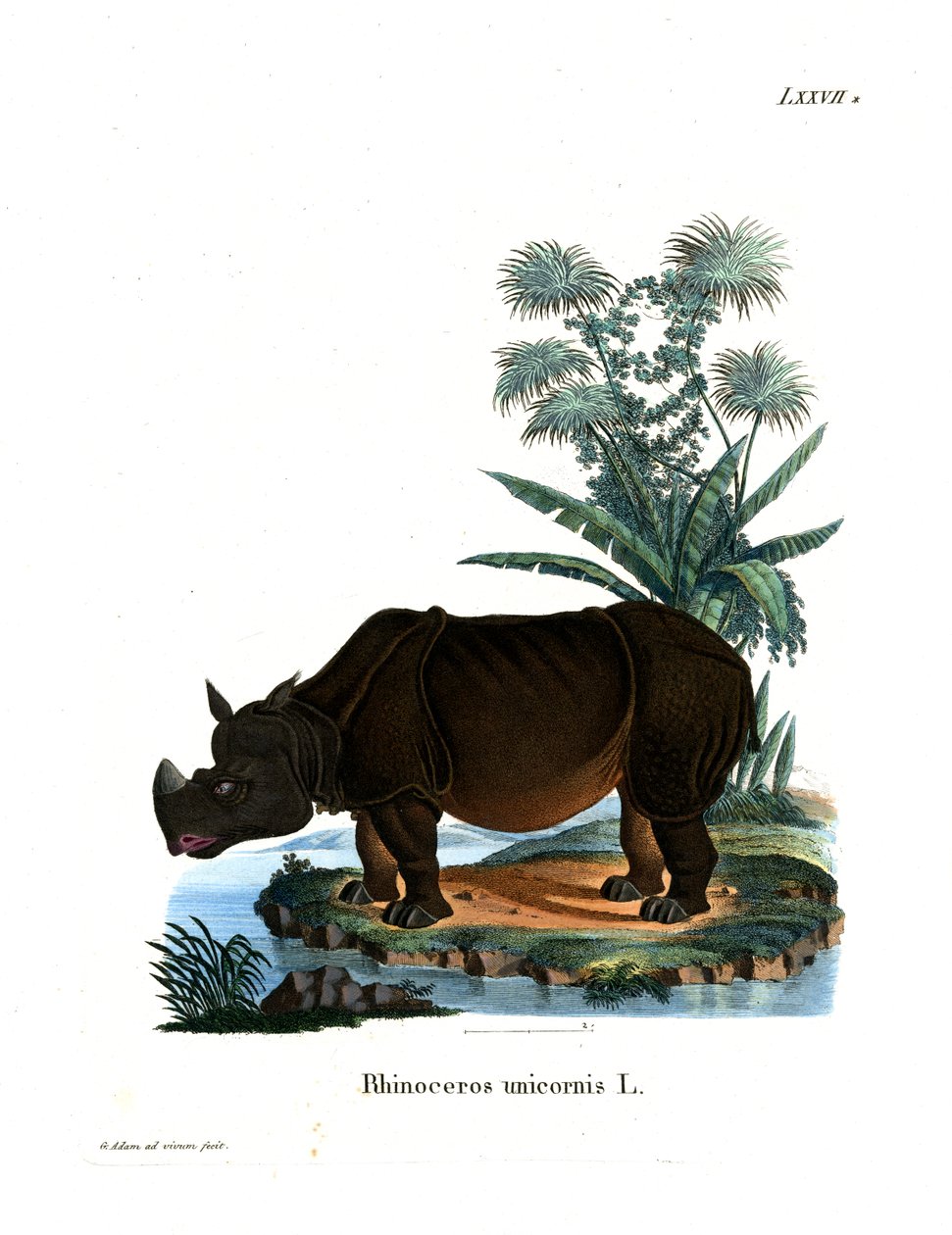 Rhinocéros indien - German School