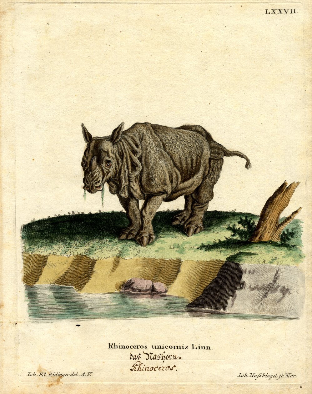 Rhinocéros indien - German School
