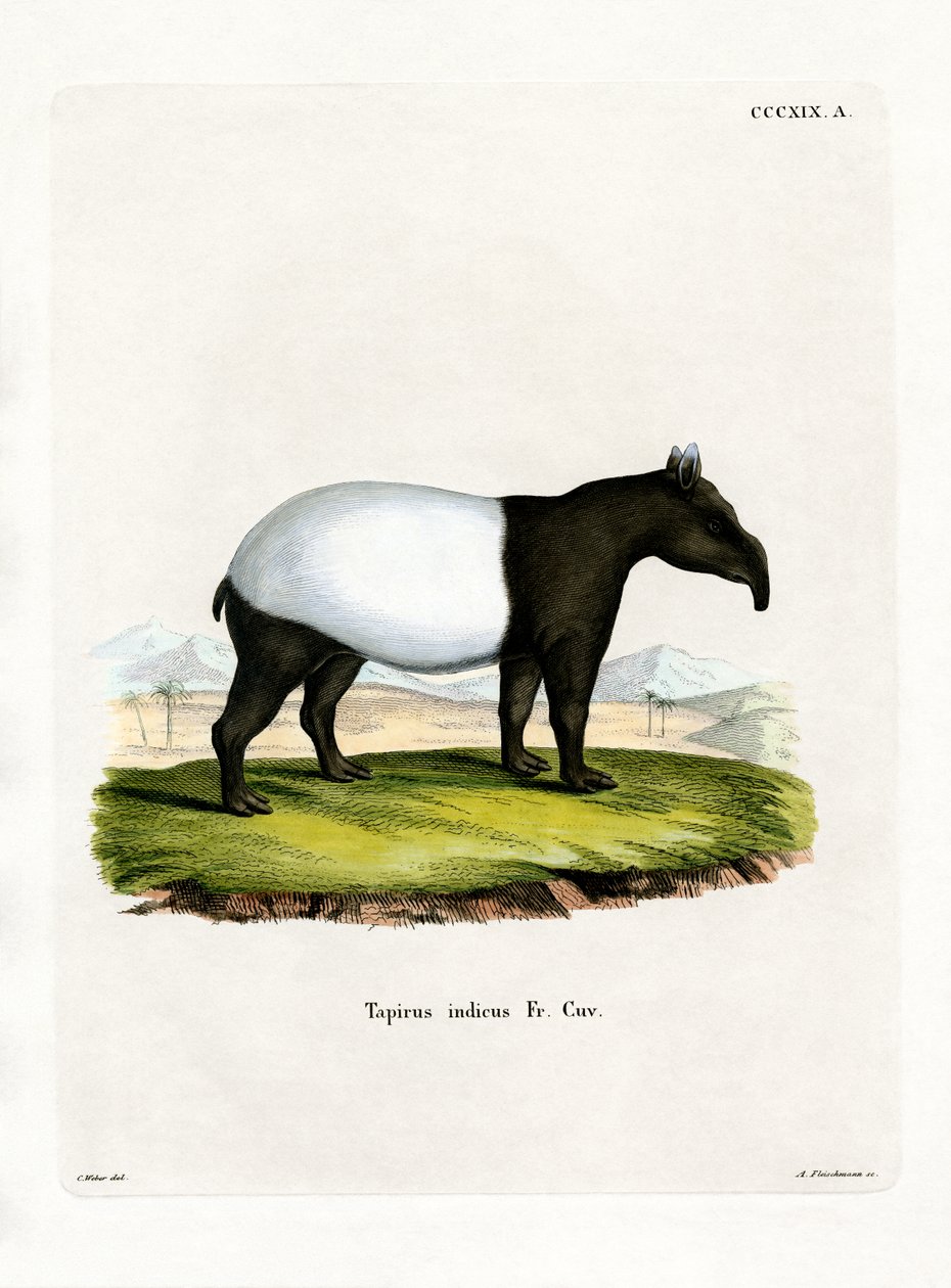 Tapir indien - German School