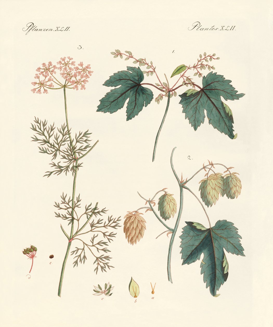 Plantes épicées indigènes - German School
