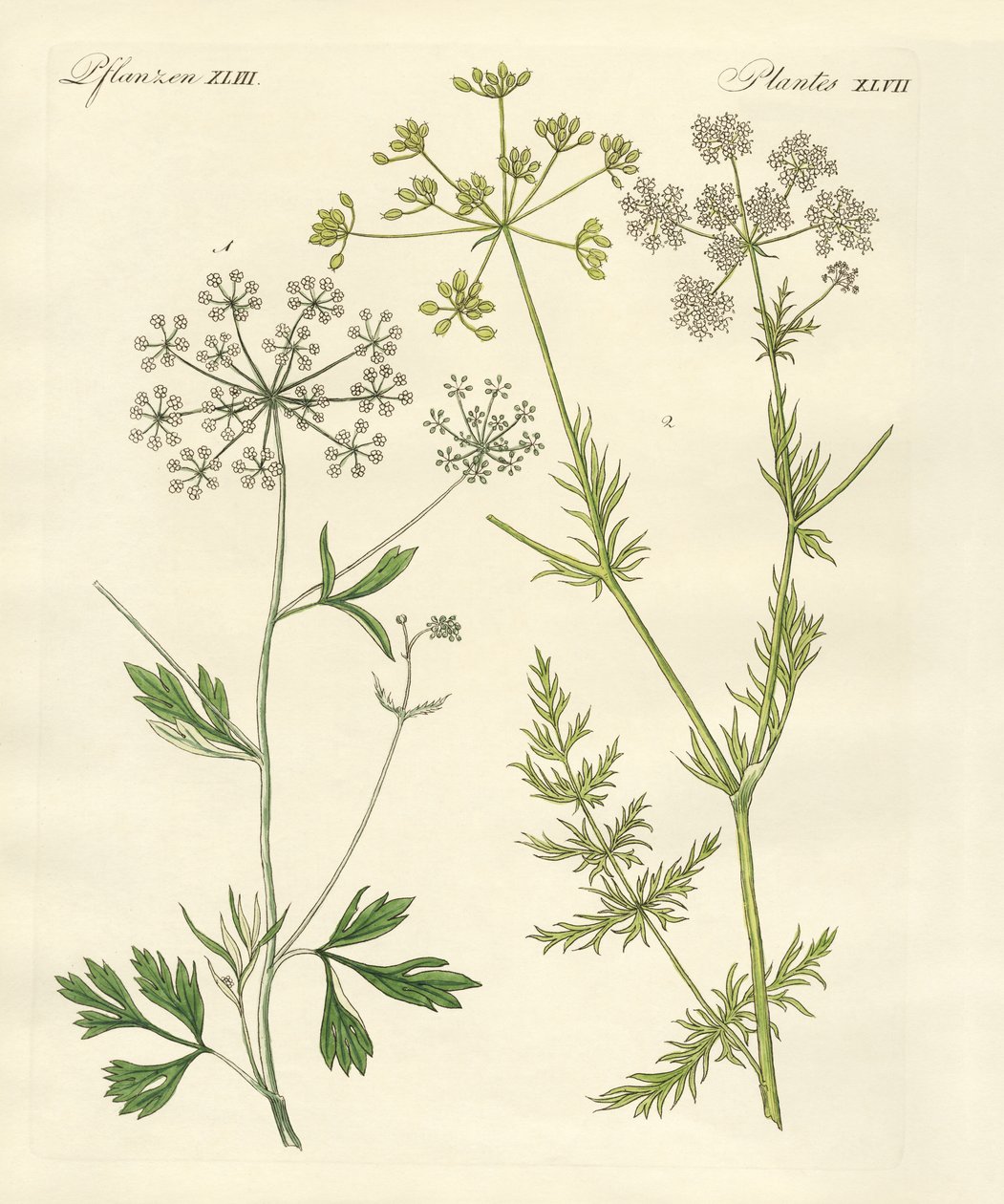 Plantes épicées indigènes - German School