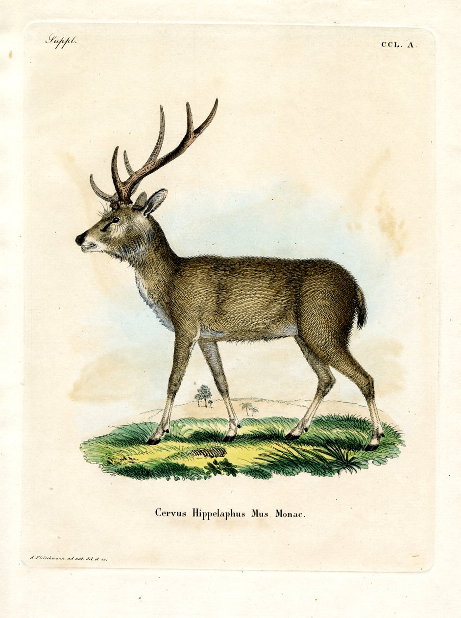 Rusa de Java - German School