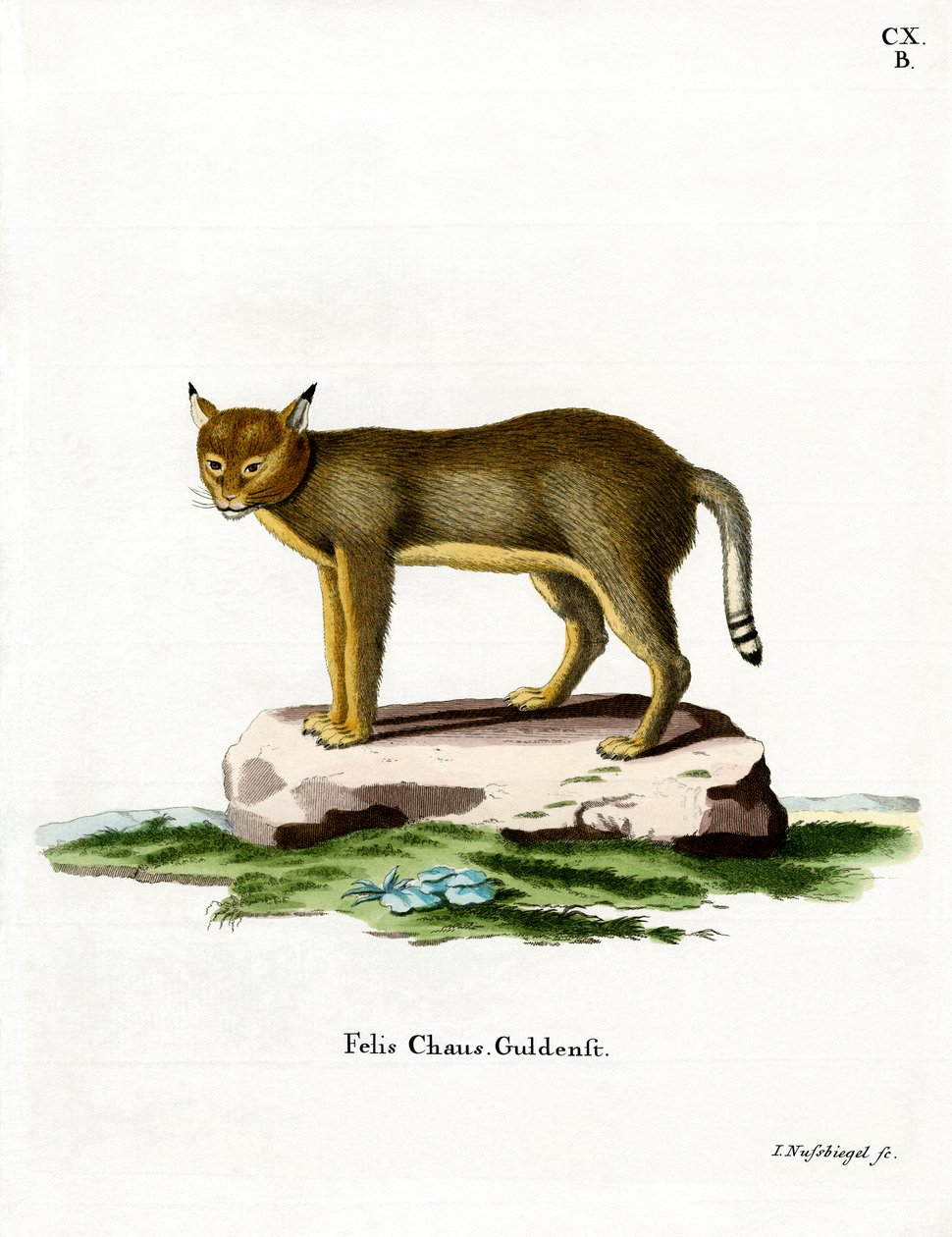 Chat des jungles - German School