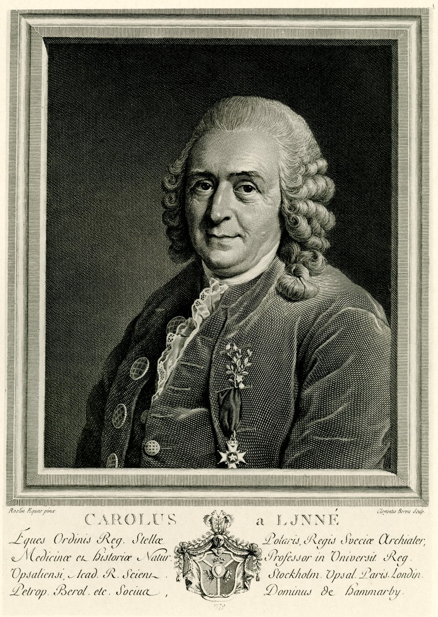 Carl von Linné - German School