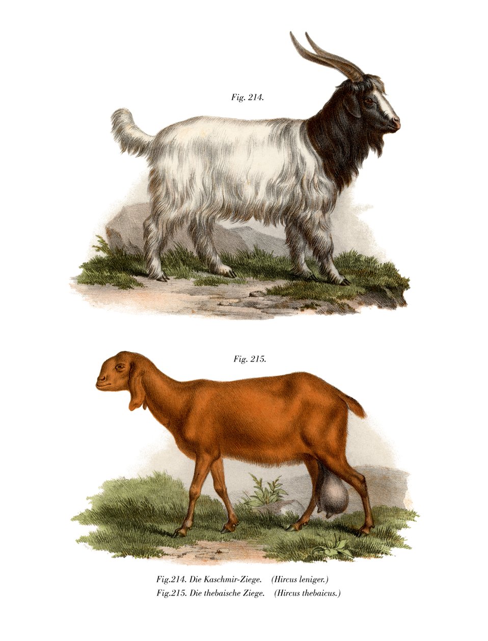 Chèvre du Cachemire, 1860 - German School