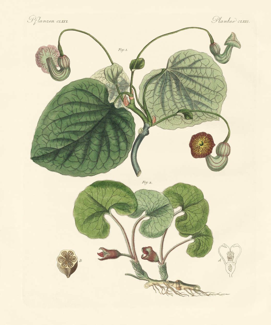 Types de plantes aristolochia - German School