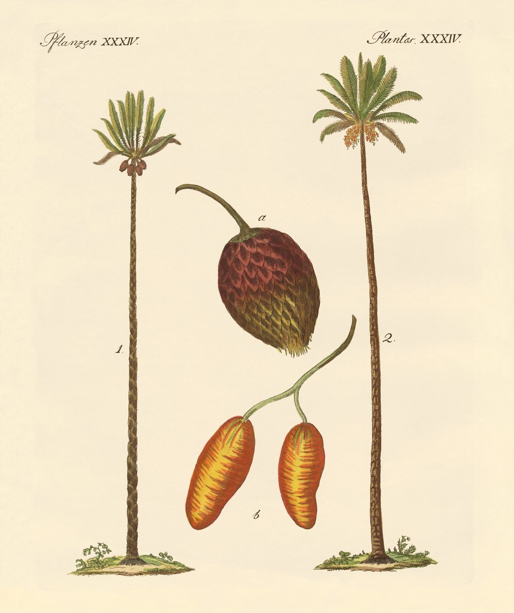 Types de palmiers - German School