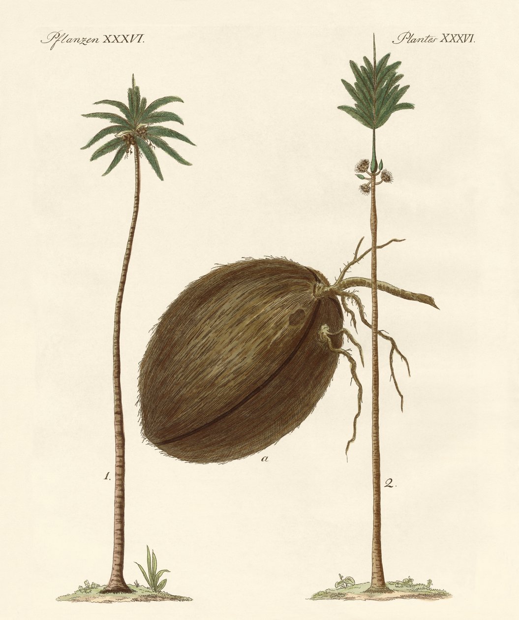 Types de palmiers - German School
