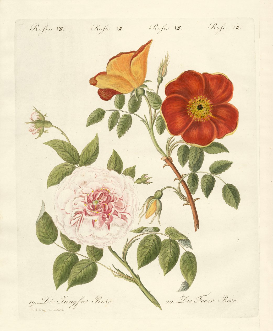 Différentes sortes de roses - German School