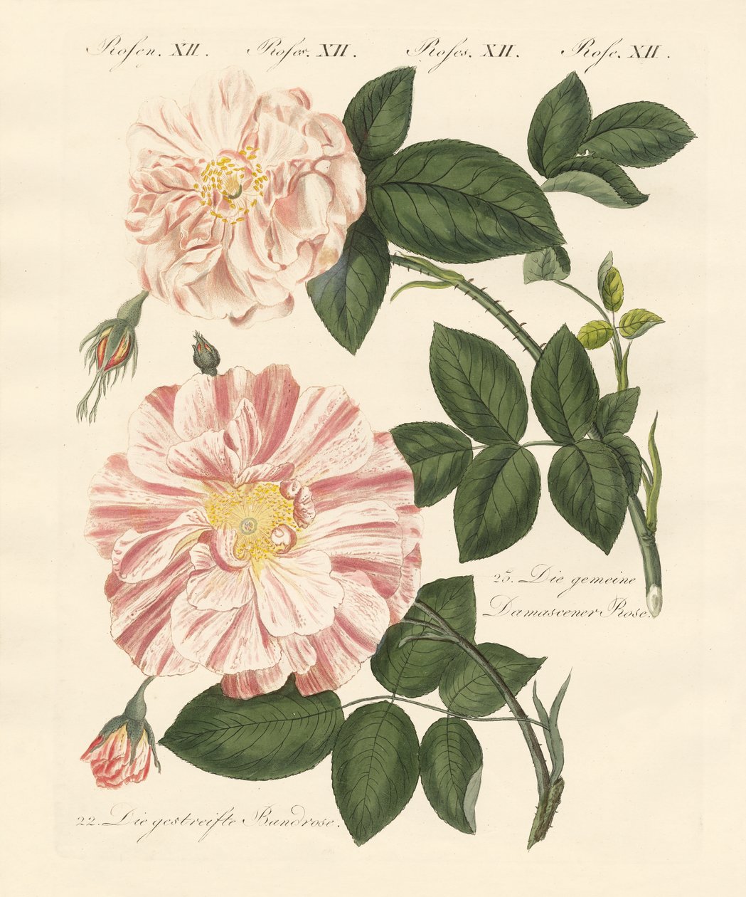 Types de roses - German School