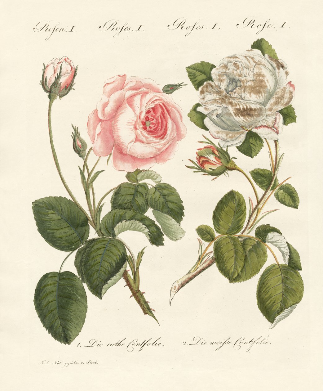 Types de roses - German School