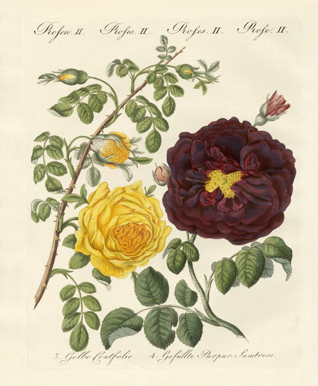 Sortes de roses - German School