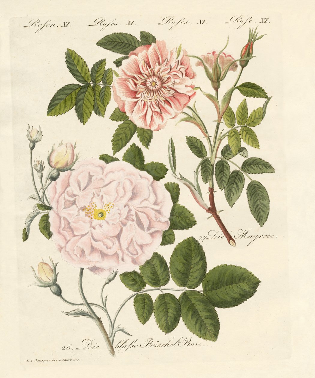 Types de roses - German School