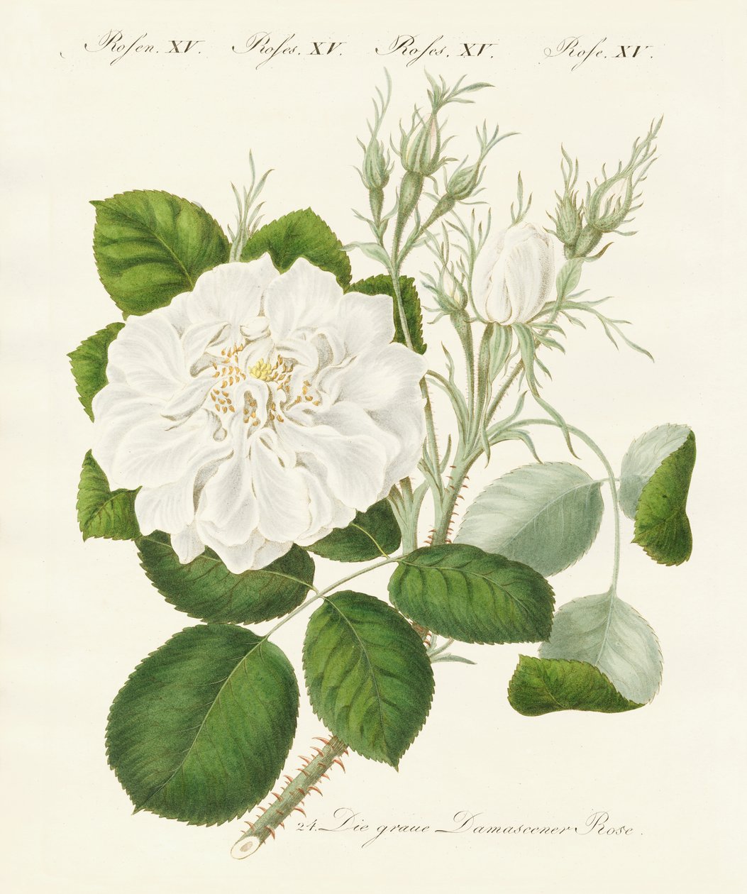 Types de roses - German School