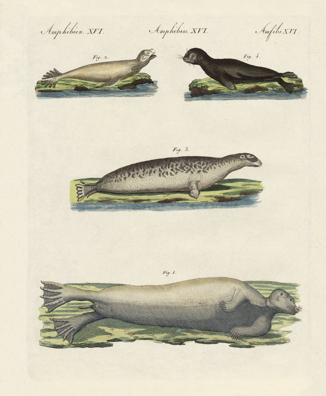 Types de phoques - German School