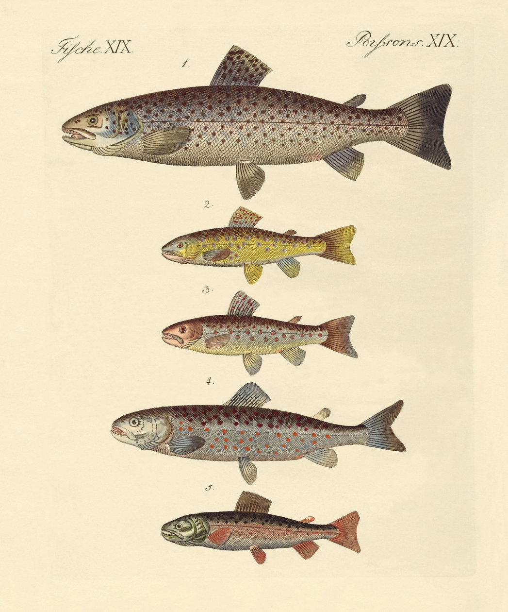 Types de truites - German School