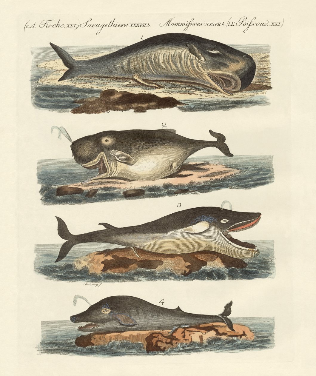 Types de baleines - German School