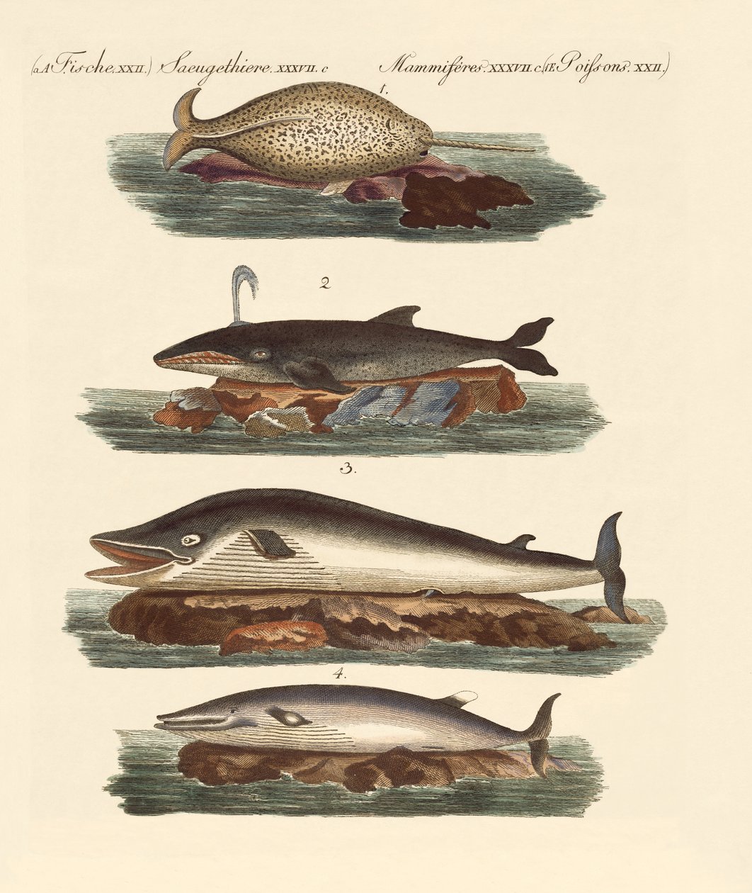 Types de baleines - German School