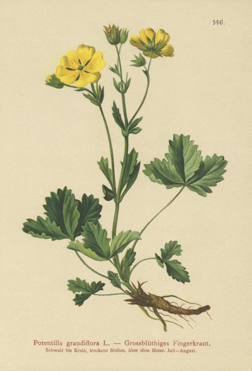 Potentille à grandes fleurs (Potentilla grandiflora) - German School