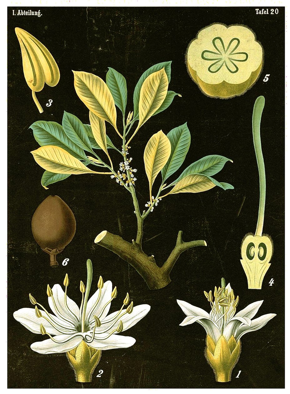 Latex (Palaquium gutta) - German School