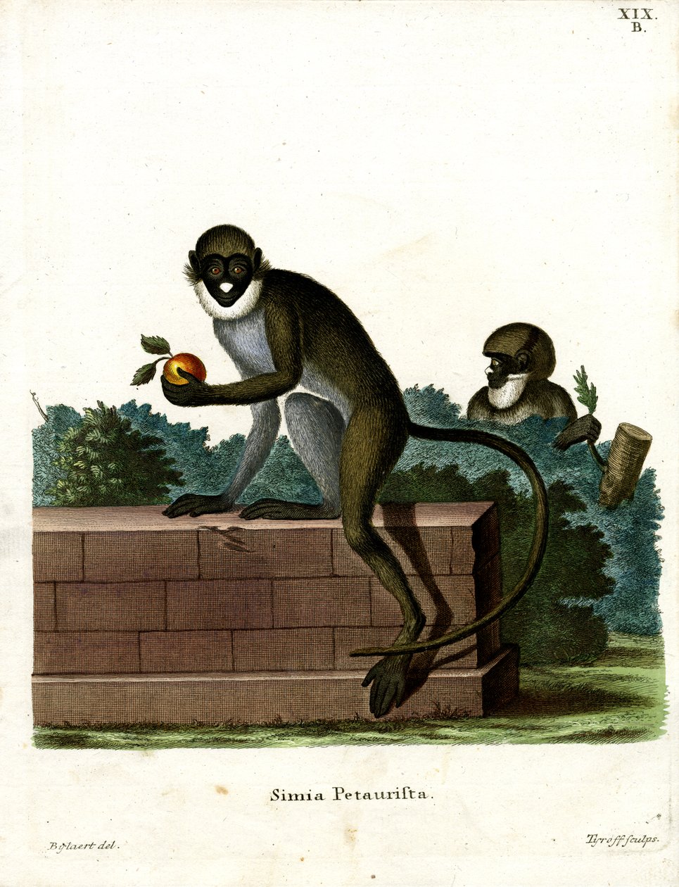 Singe à nez tacheté - German School