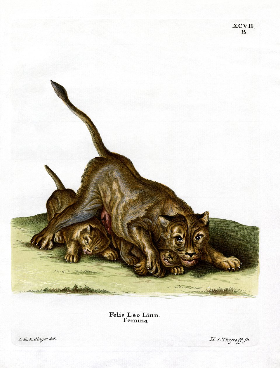 Lionne - German School