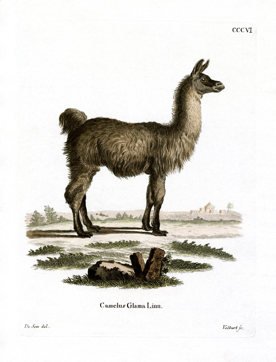 Lama - German School