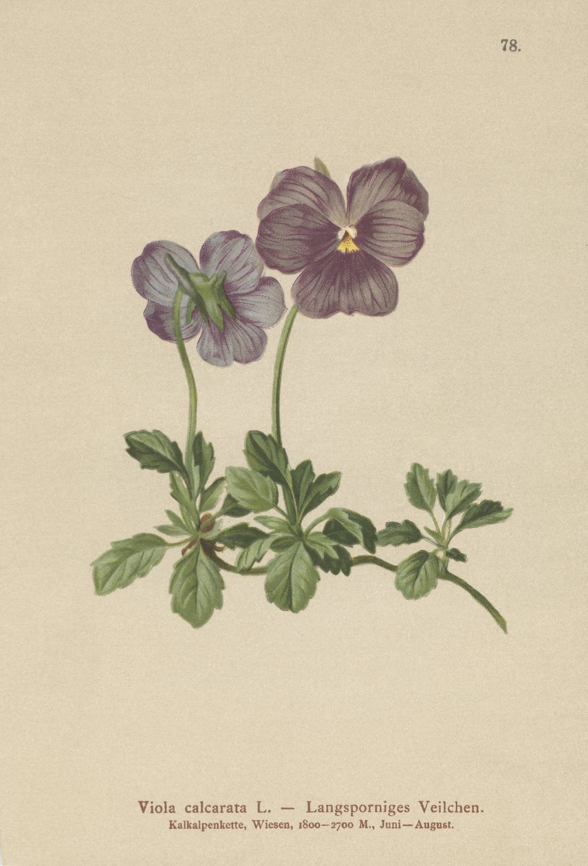 Violette à éperon long (Viola calcarata) - German School