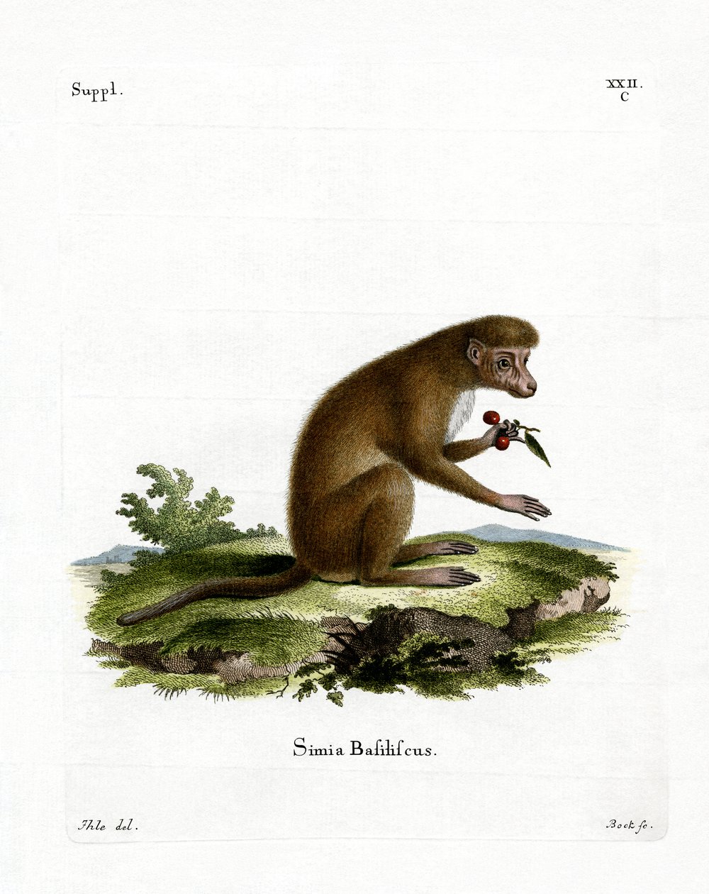 Macaque - German School