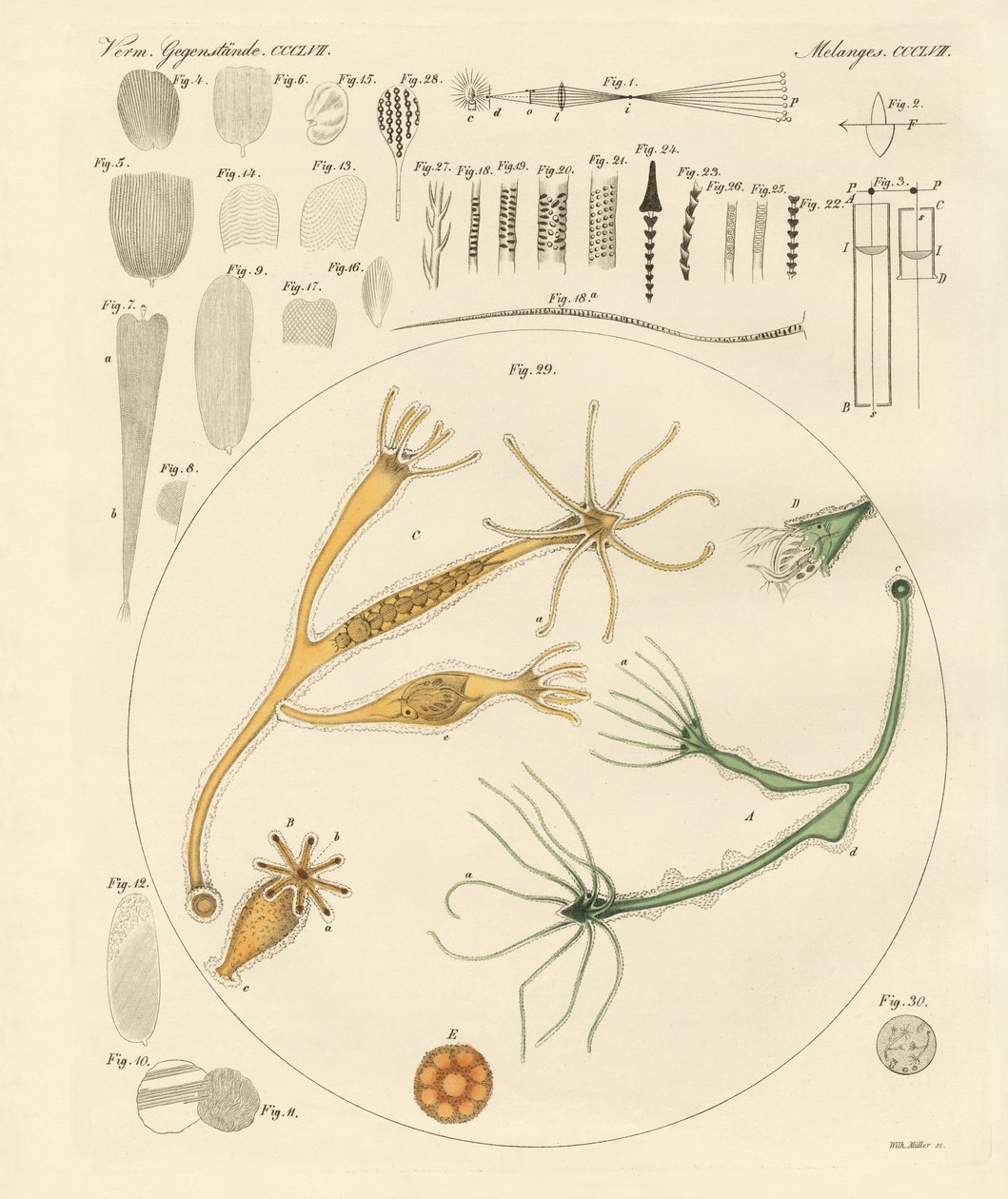Loupe et amusements microscopiques - German School