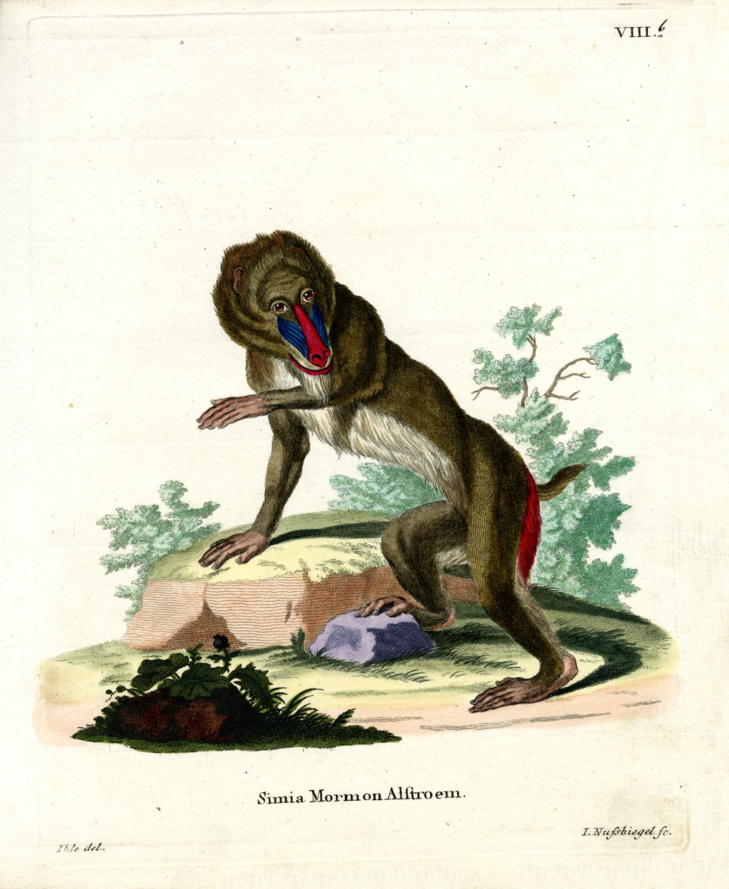 Mandrill - German School