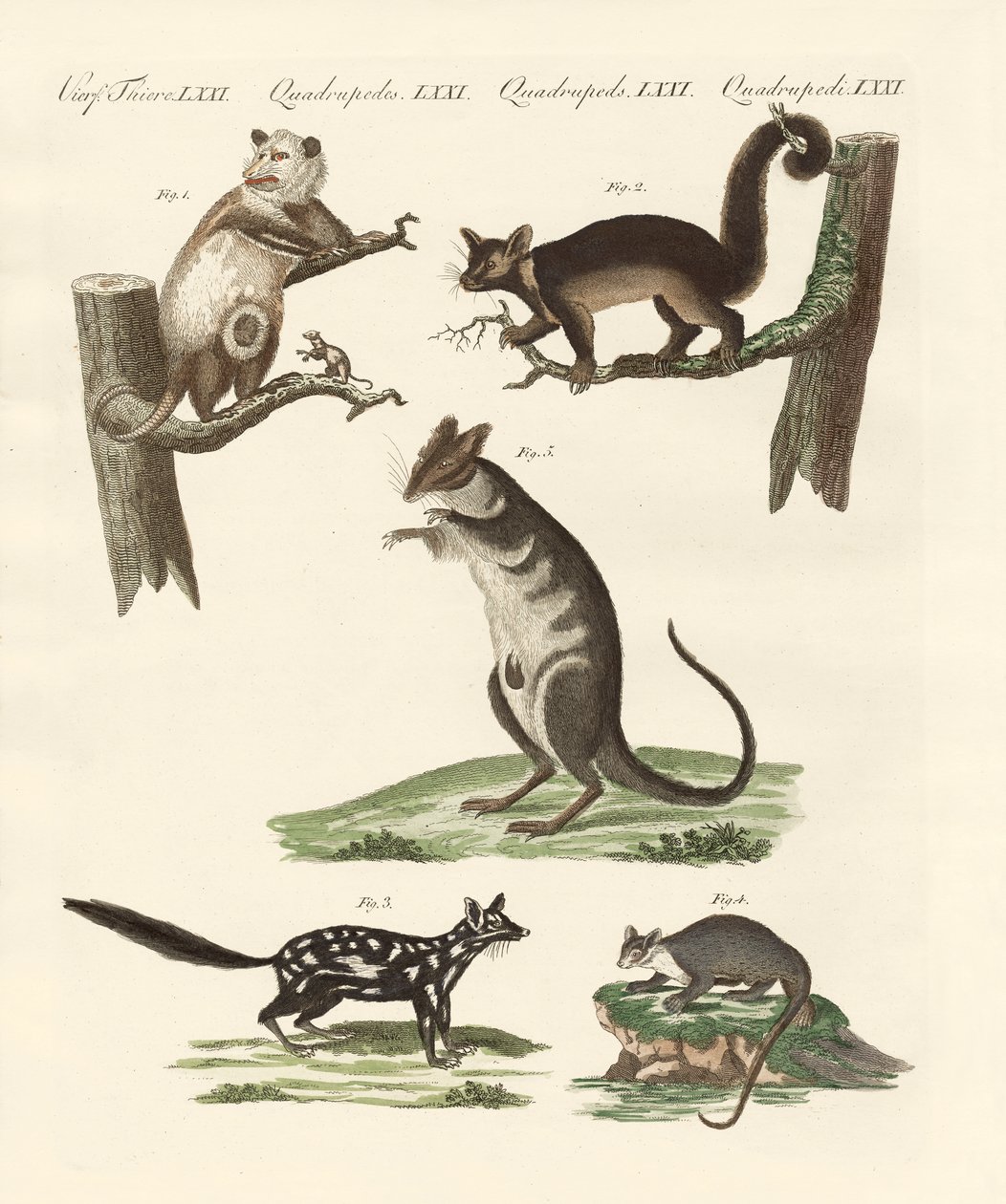 Marsupiaux - German School