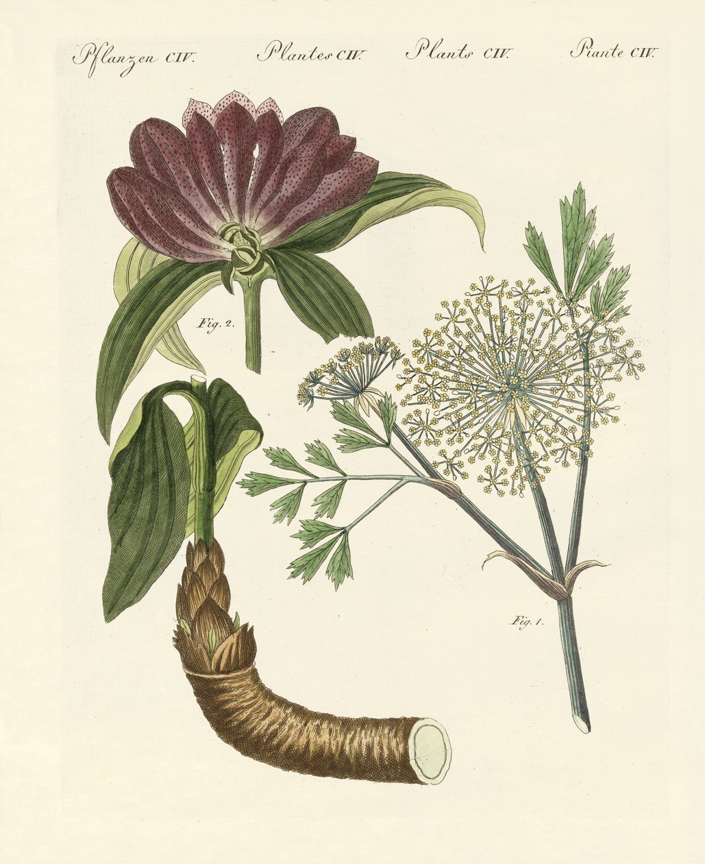 Plantes médicinales - German School