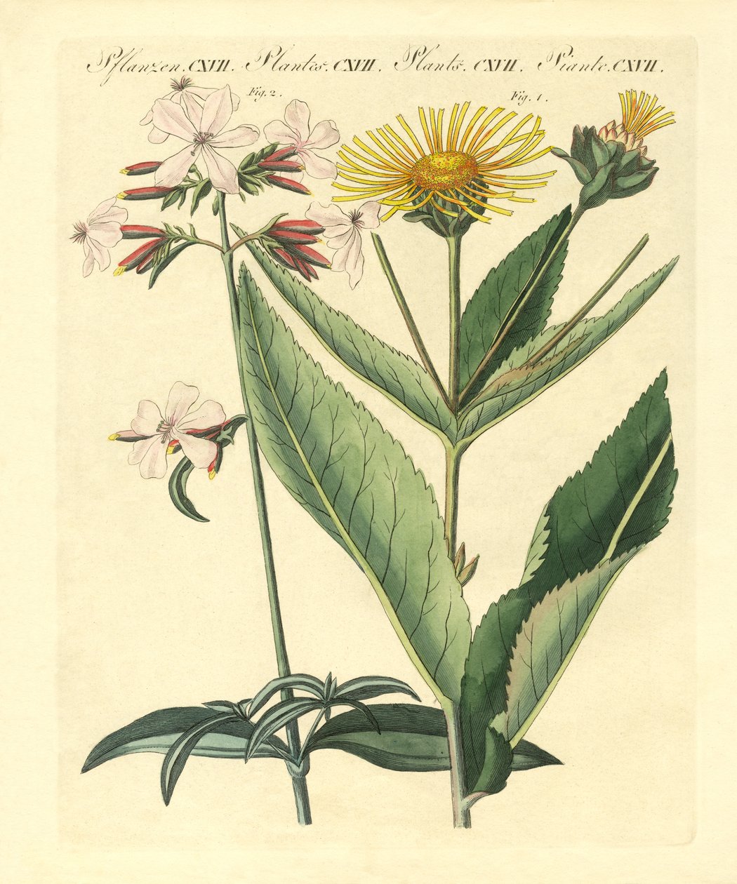 Plantes médicinales - German School