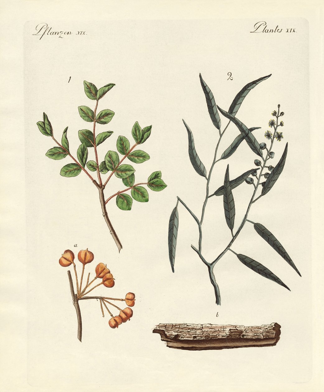 Plantes médicinales - German School