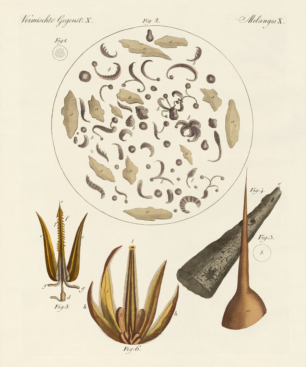 Objets microscopiques - German School