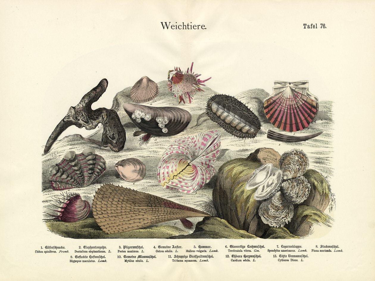 Mollusques, c.1860 - German School