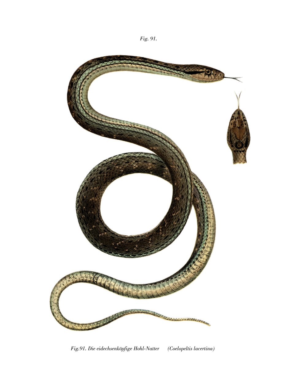 Serpent de Montpellier - German School
