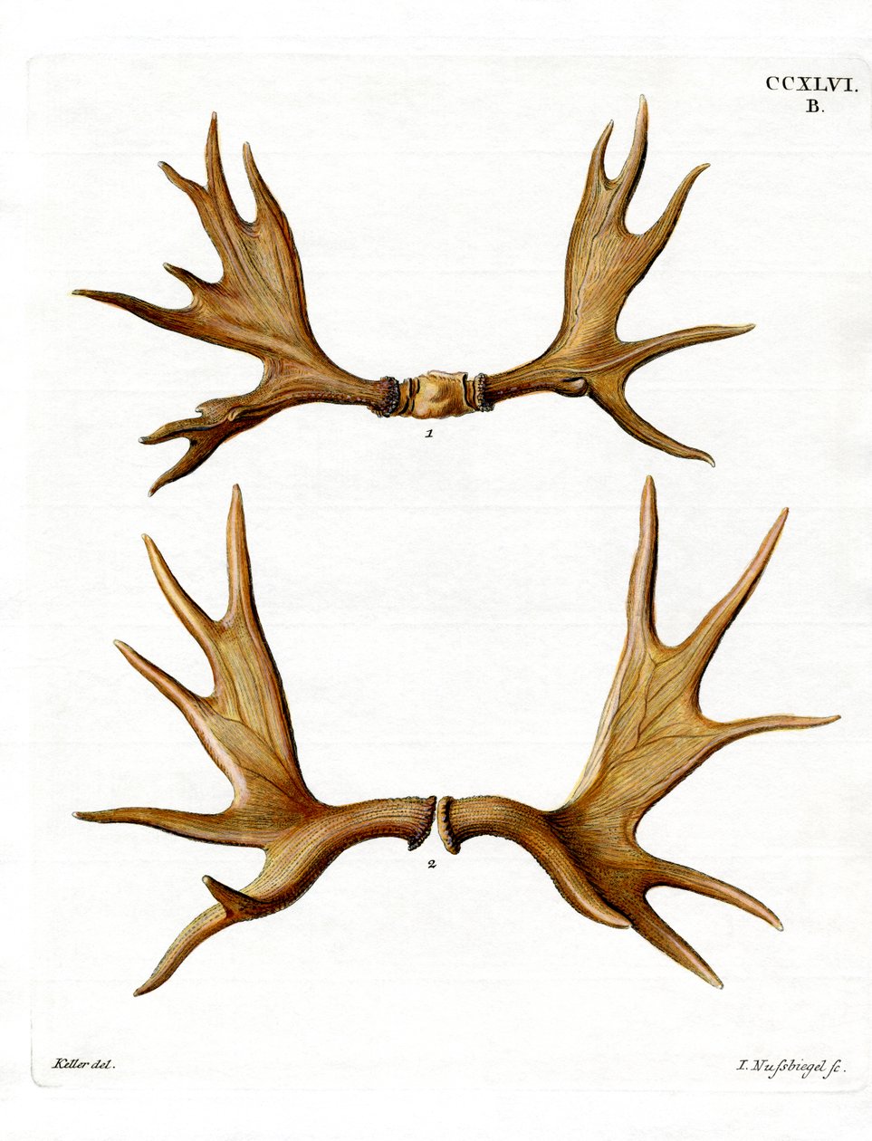 Bois d